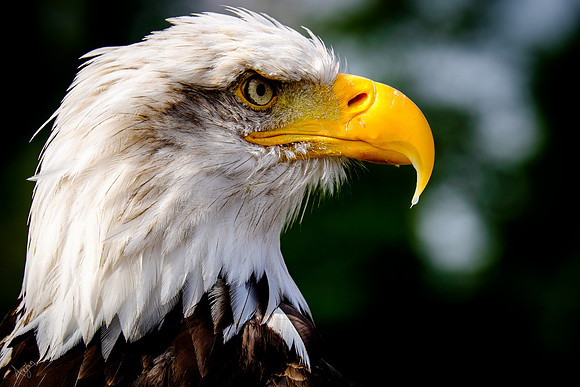Bald eagle (Haliaeetus leucocephalus), Hawk conservancy trust