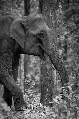 Indian elephant, Wayanad