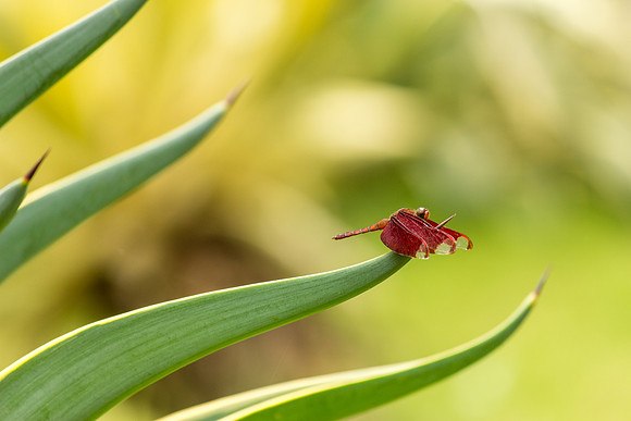 Dragonfly, Kanhangad