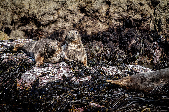 Atlantic grey seals (Halichoerus grypus), Ramsey Island