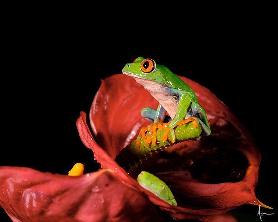 Red eyed tree frog