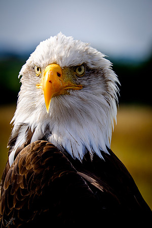 Bald eagle (Haliaeetus leucocephalus)