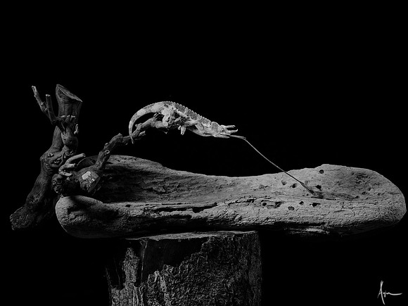 Rhinoceros chameleon