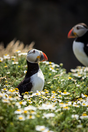 A look to the heavens, Skomer island Puffin
